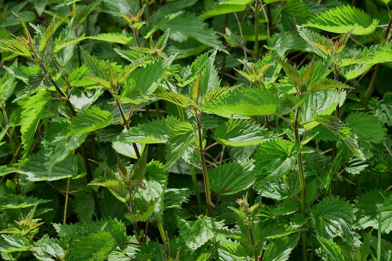 Aromatic Herb Garden