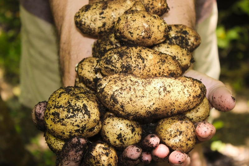 Harvest